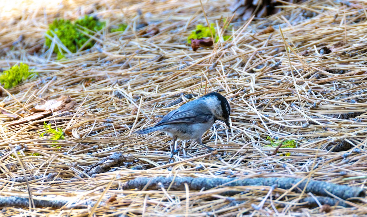 Mountain Chickadee - ML638286623