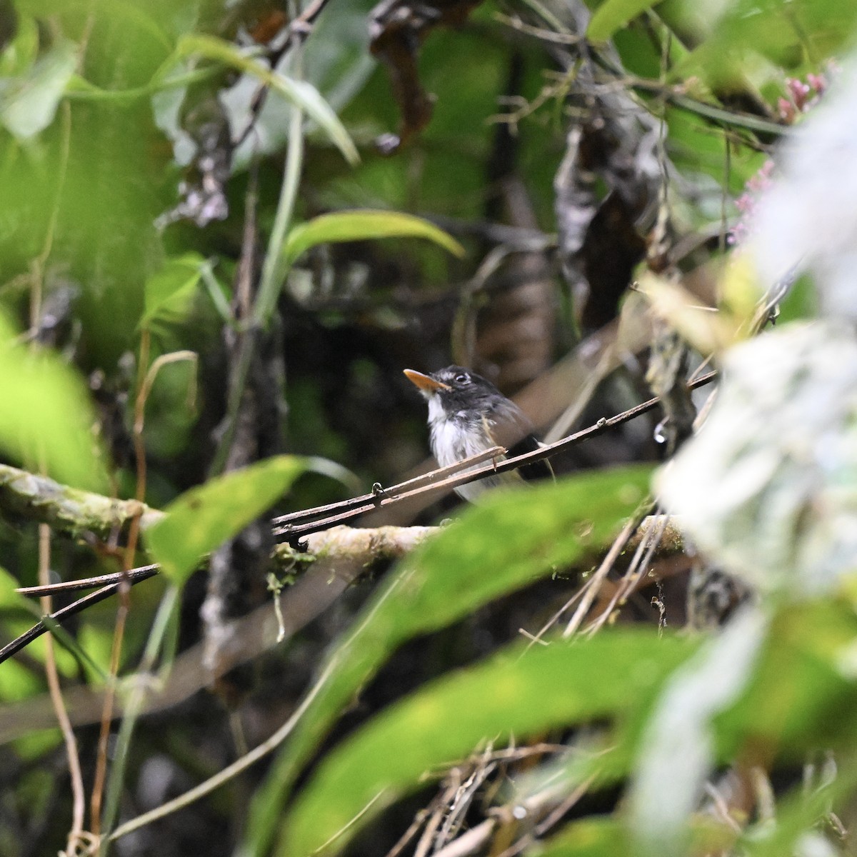Black-and-white Tody-Flycatcher - ML638286624