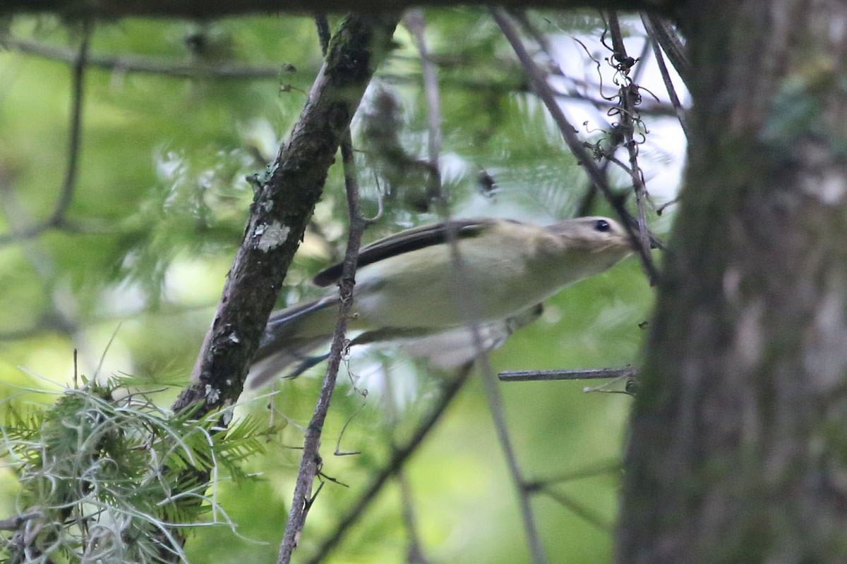 Warbling Vireo - ML638286629