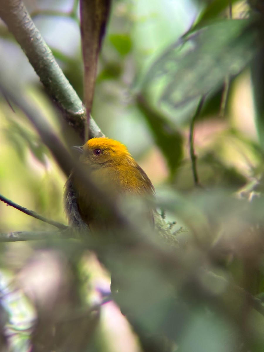 Yellow-headed Manakin - ML638286634
