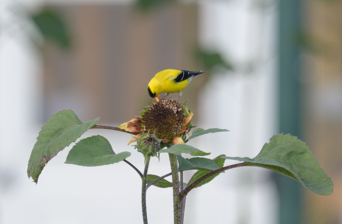 gulstillits - ML638286639