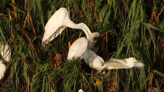 Great Egret - ML638286642