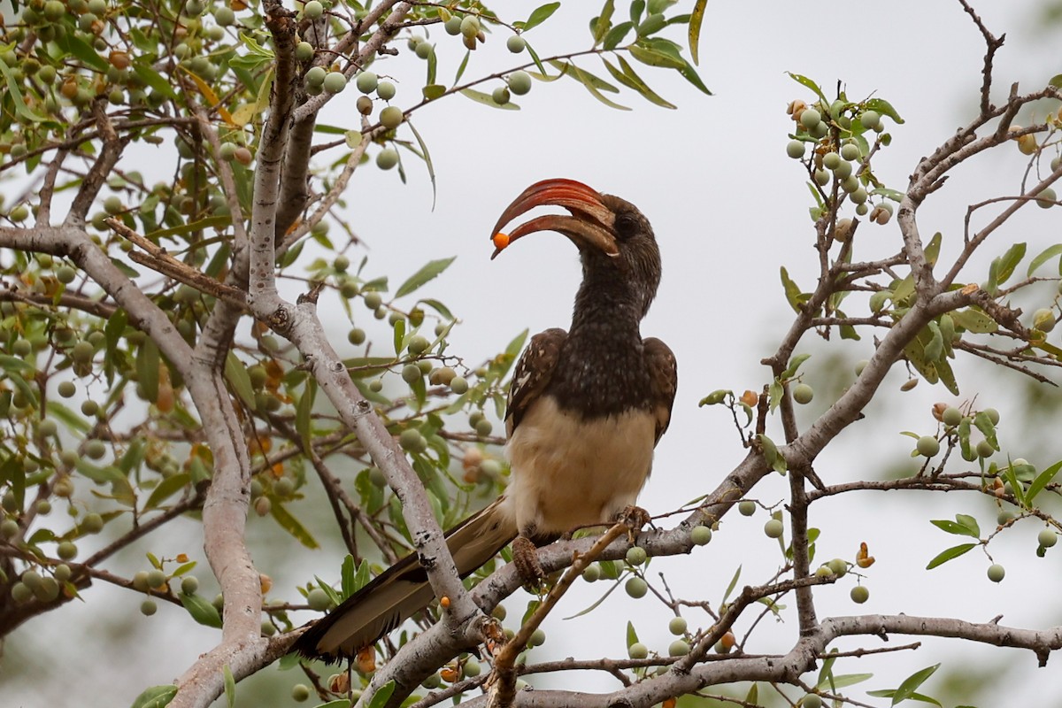 Monteiro's Hornbill - ML638286645