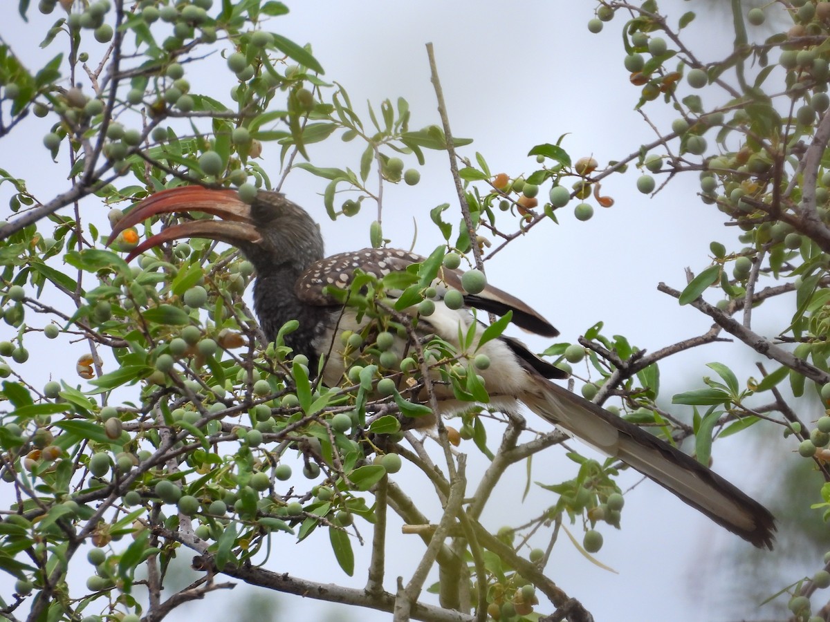 Monteiro's Hornbill - ML638286646