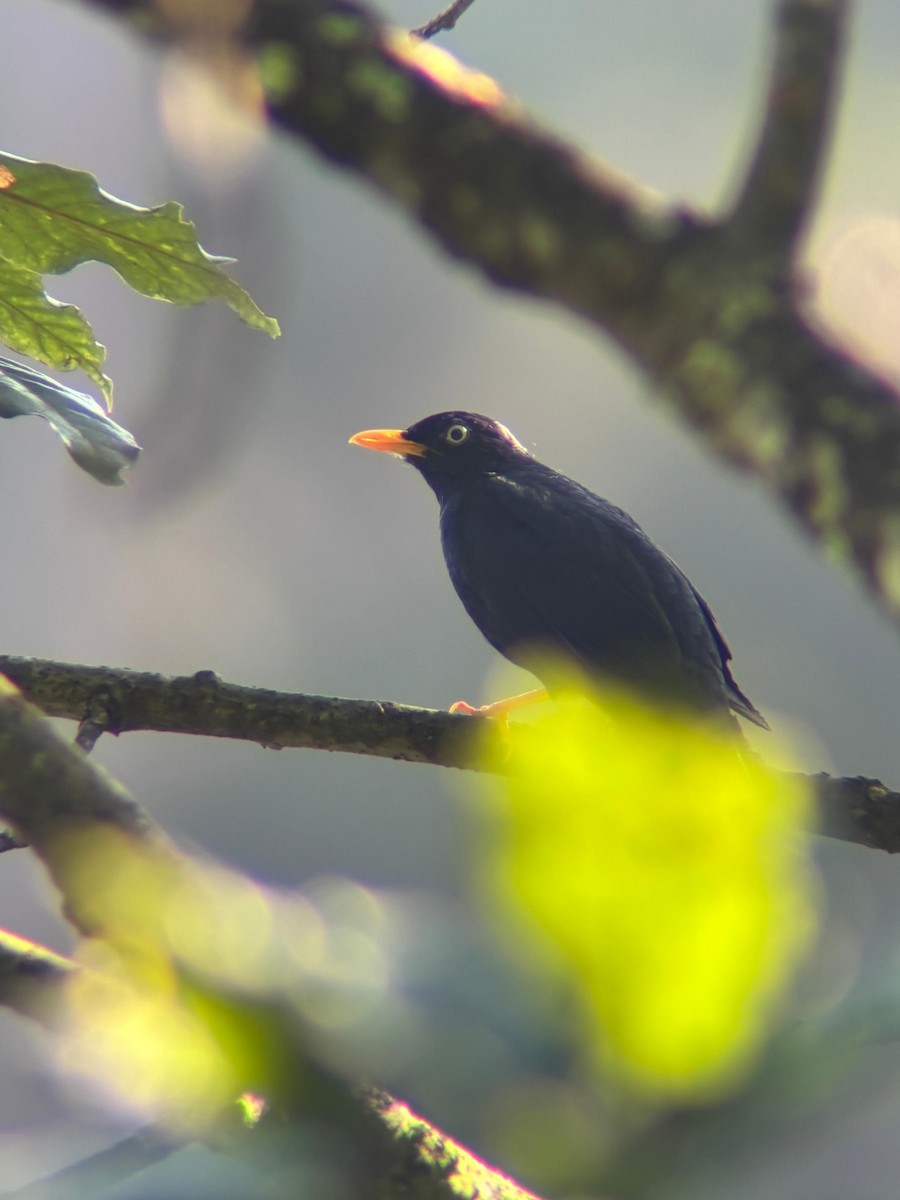 Pale-eyed Thrush - ML638286647