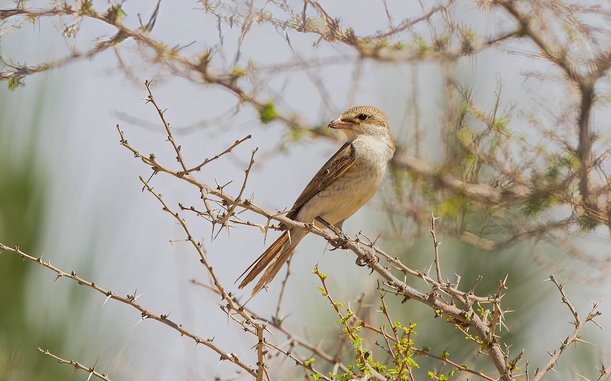 Isabelline Shrike - ML638286652