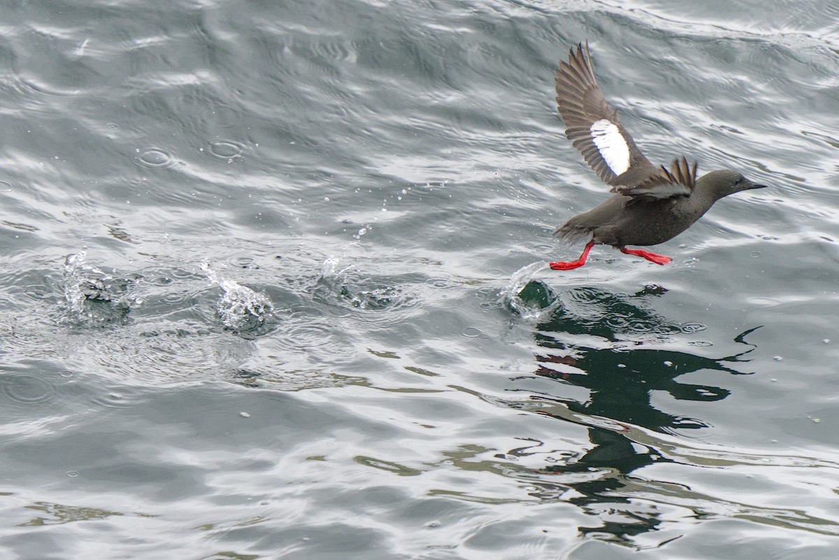 Black Guillemot - ML638286665