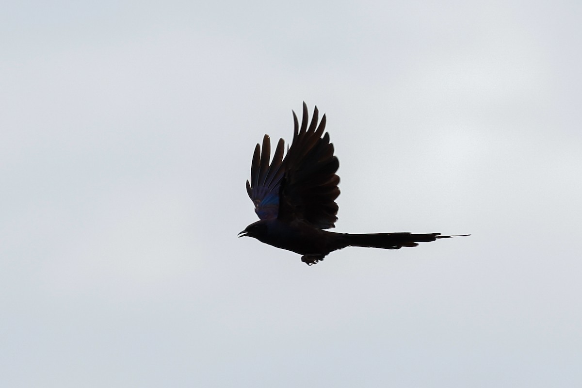 Meves's Starling - ML638286667