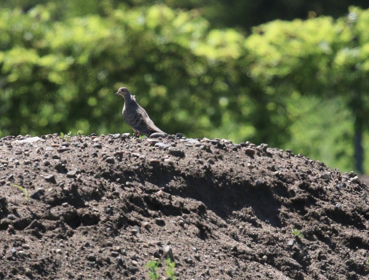 Mourning Dove - ML638286672
