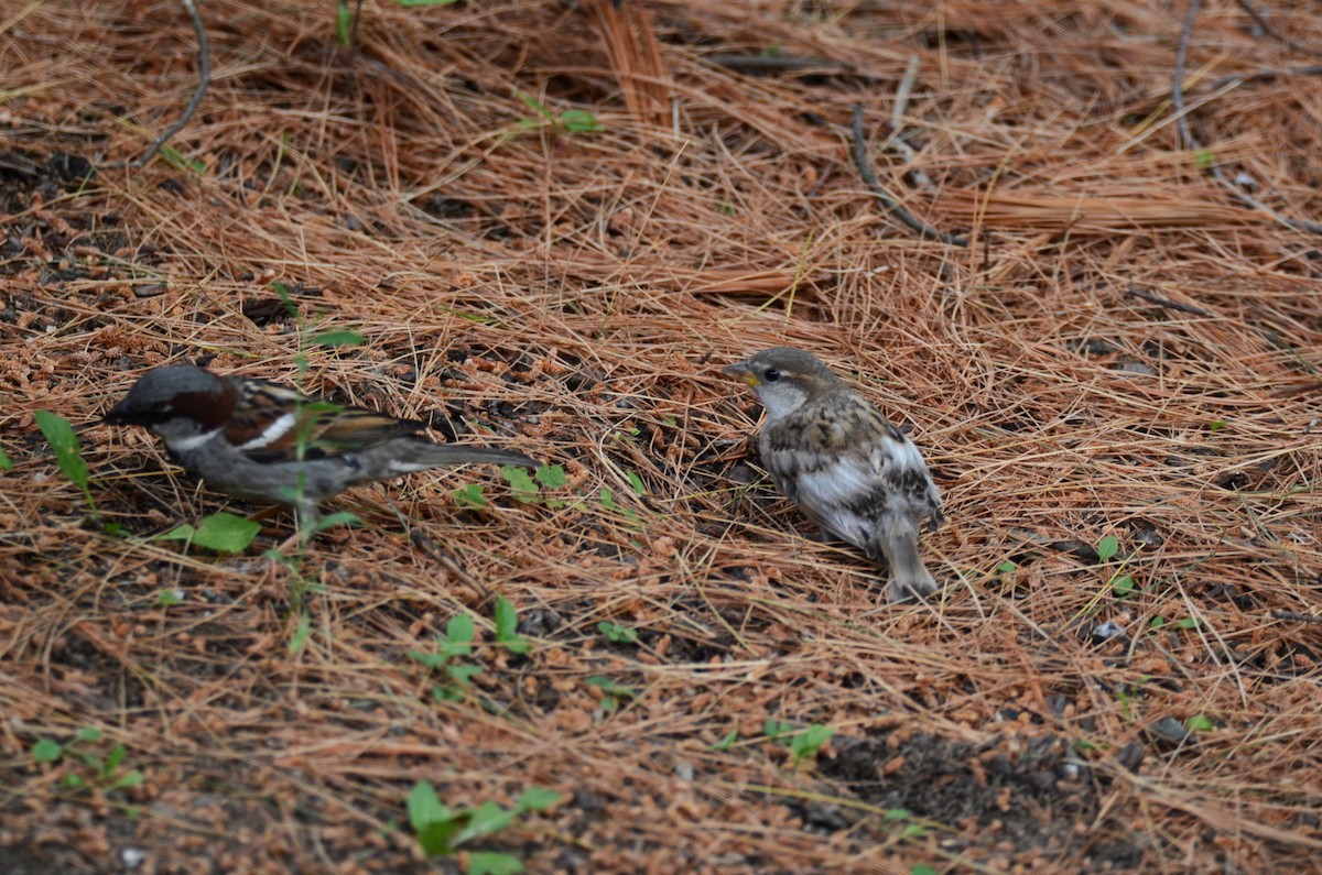 イエスズメ - ML638286675