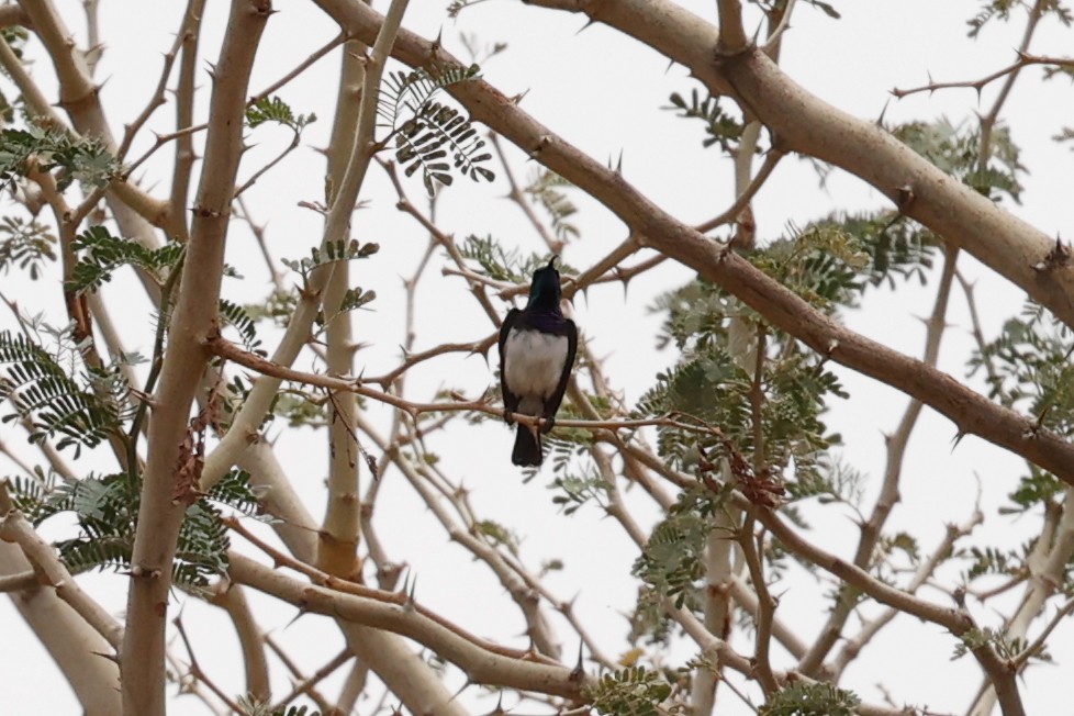 White-bellied Sunbird - ML638286679
