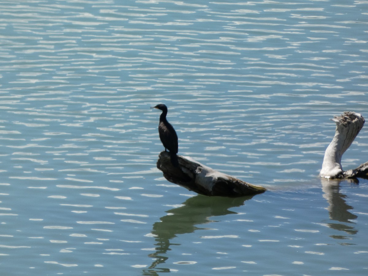 Double-crested Cormorant - ML638286693
