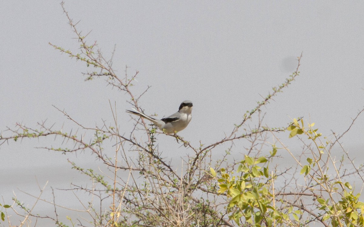 Great Gray Shrike - ML638286702