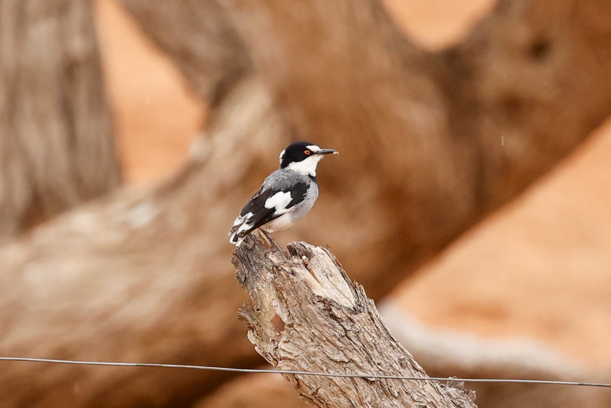 White-tailed Shrike - ML638286740