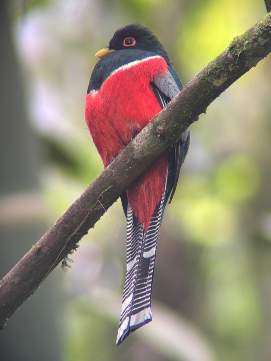 Collared Trogon - ML638286741