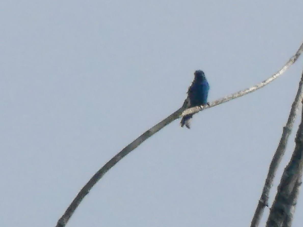 Indigo Bunting - ML638286743
