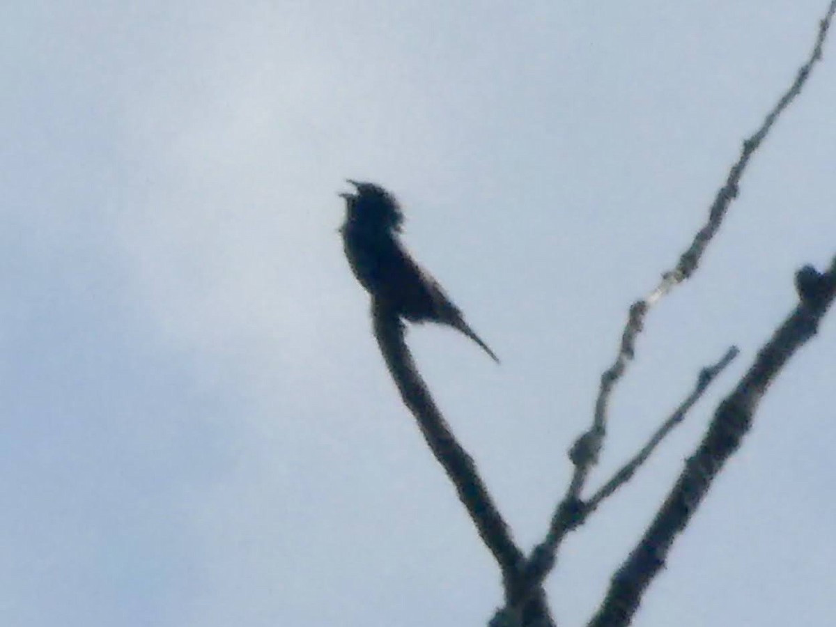 Indigo Bunting - ML638286744