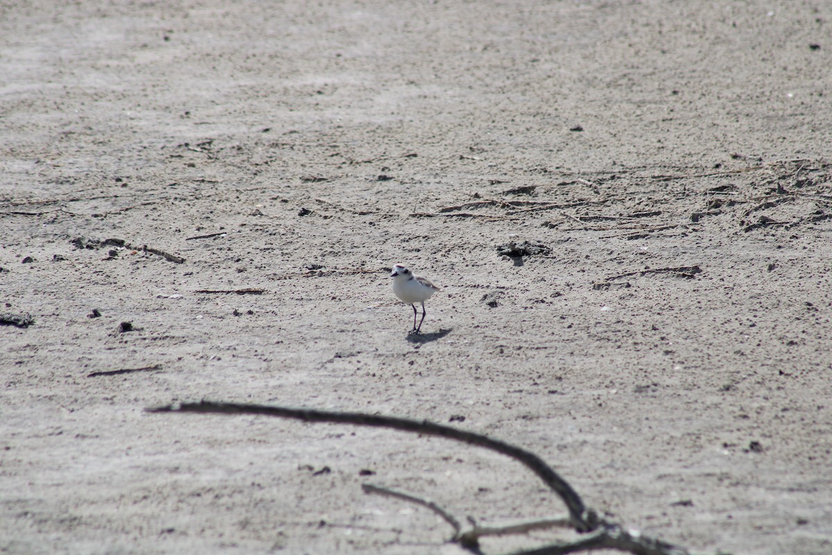 Snowy Plover - ML638286747