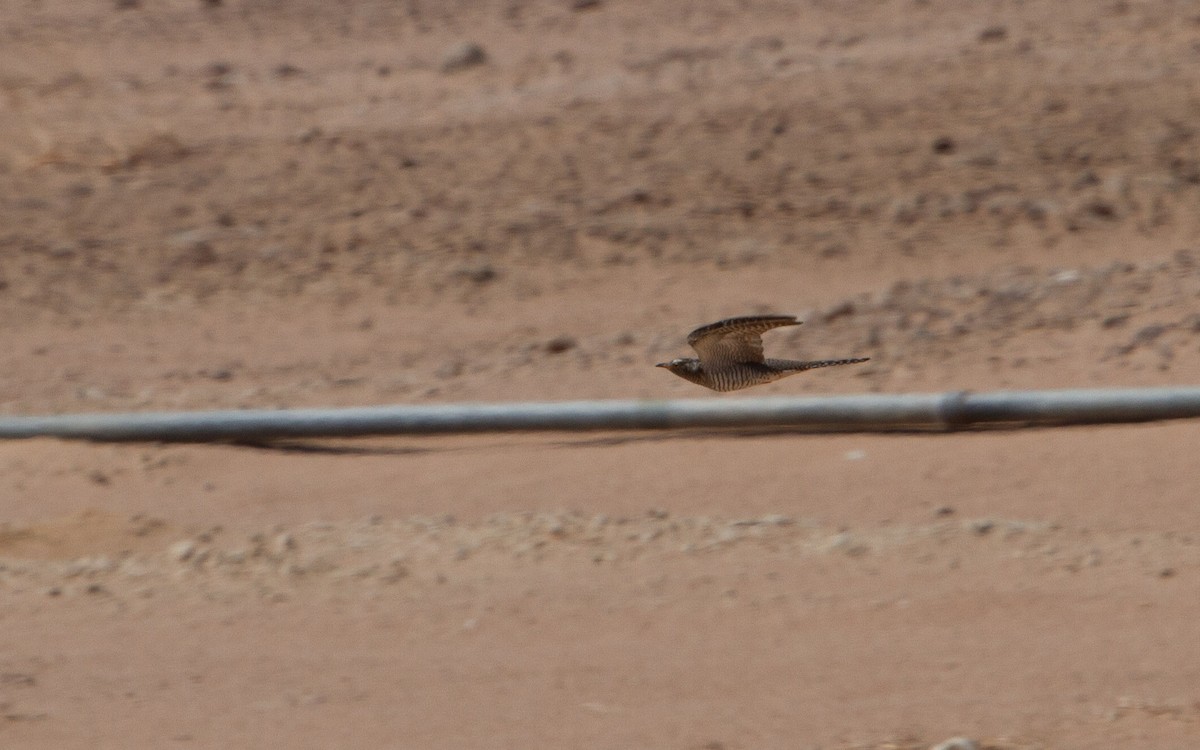 Common Cuckoo - ML638286749