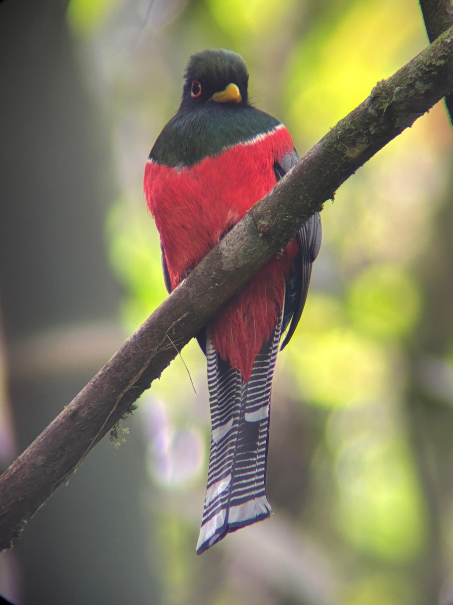 Collared Trogon - ML638286750