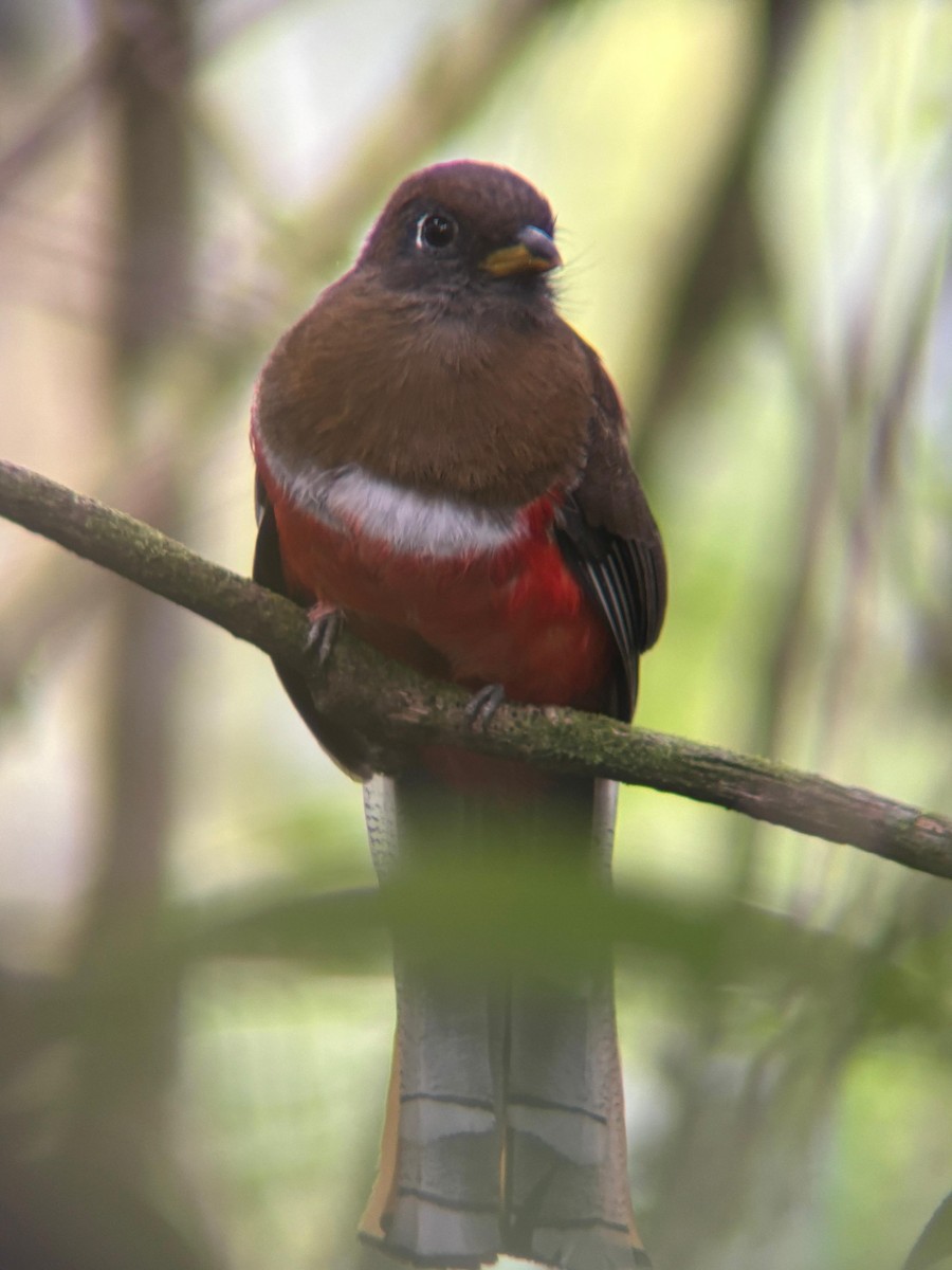Collared Trogon - ML638286754