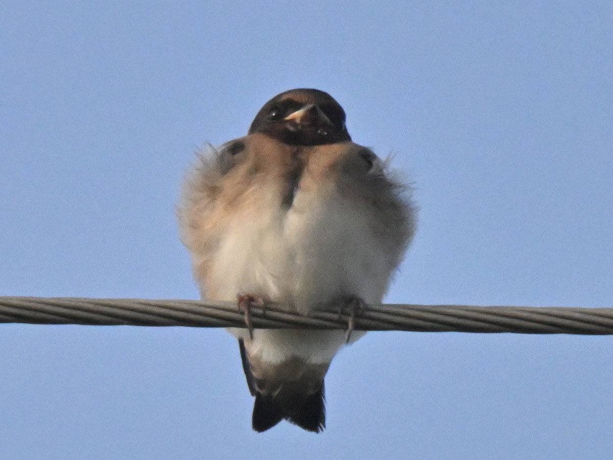 swallow sp. - ML638286755