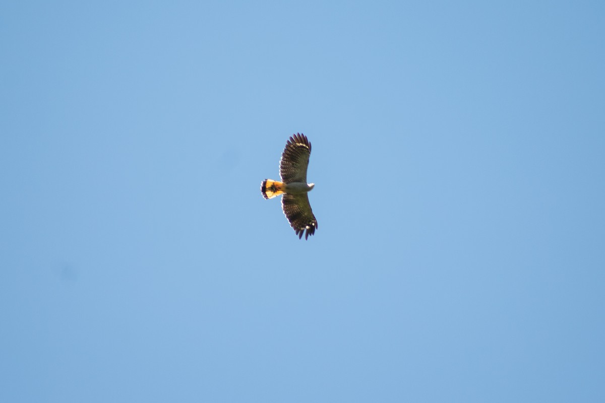 Crane Hawk - ML638286759