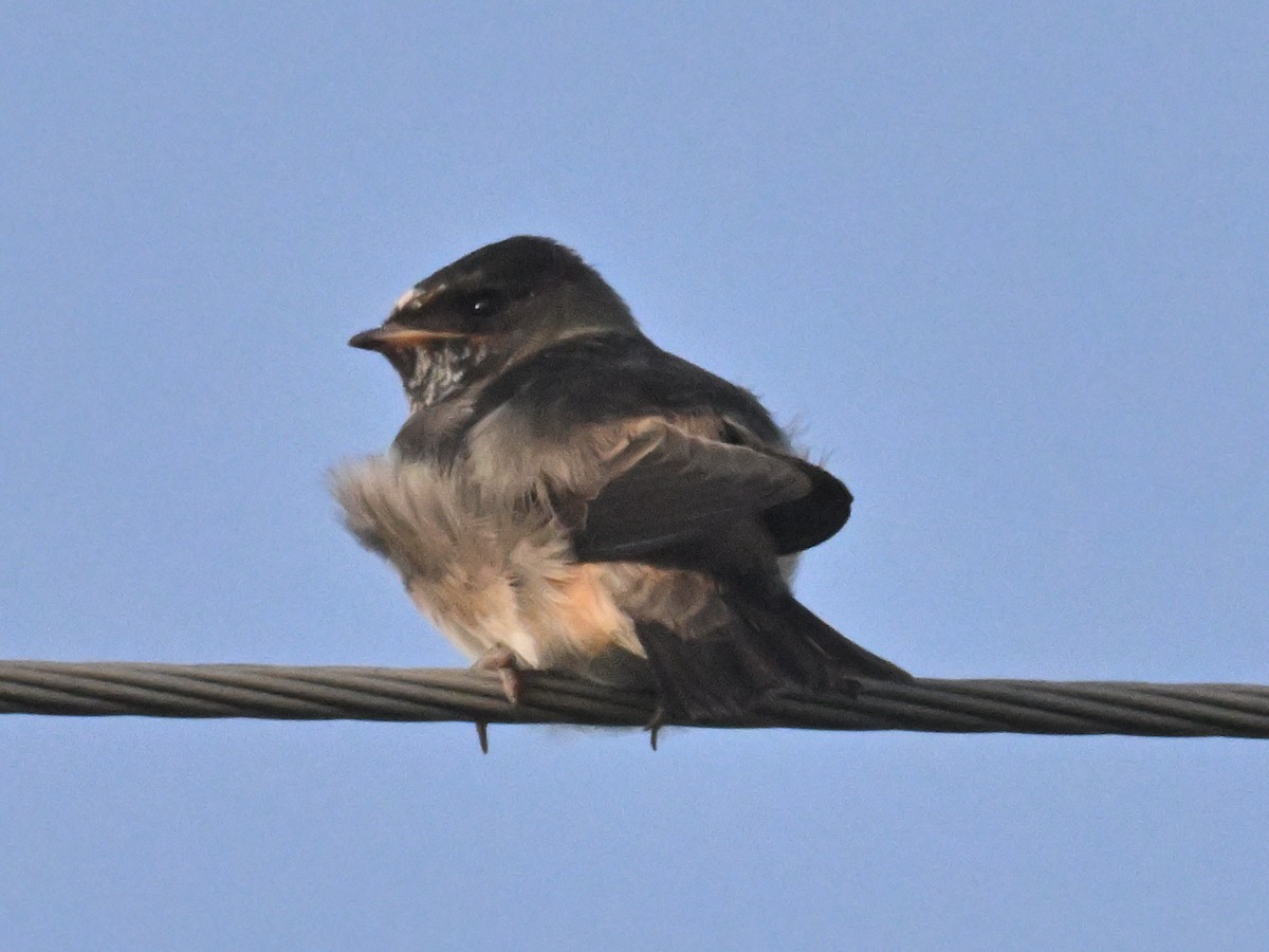 swallow sp. - ML638286760