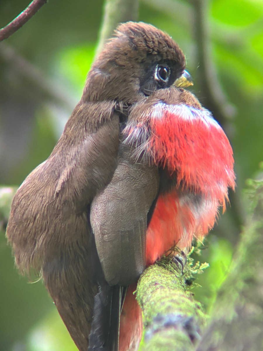 Collared Trogon - ML638286764