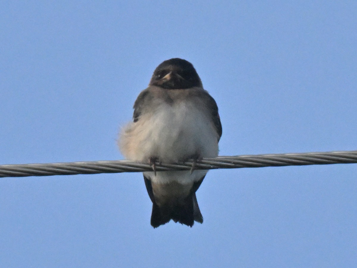 swallow sp. - ML638286766