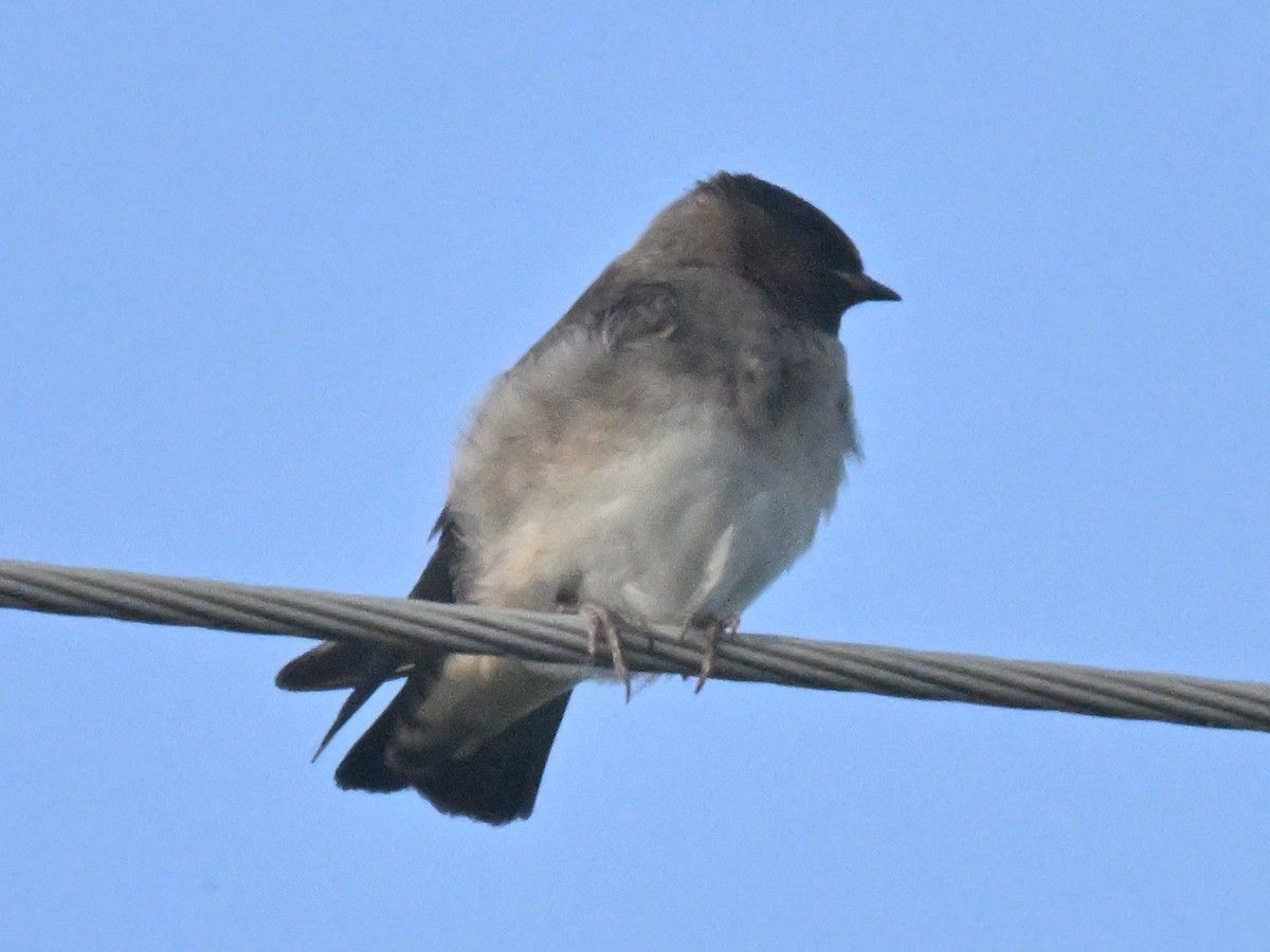 swallow sp. - ML638286768