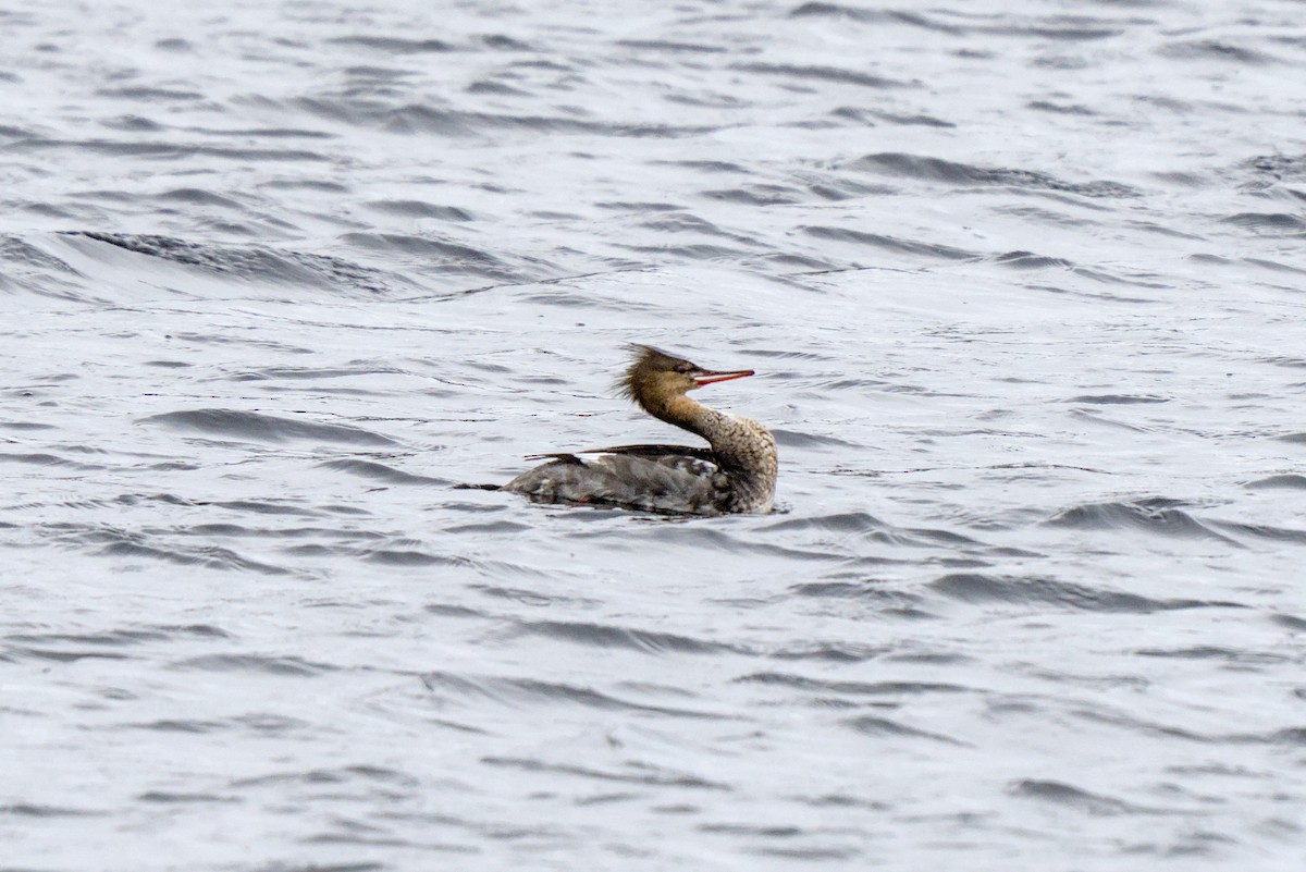 Red-breasted Merganser - ML638286769