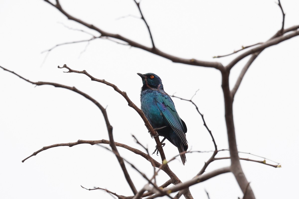 Cape Starling - ML638286770