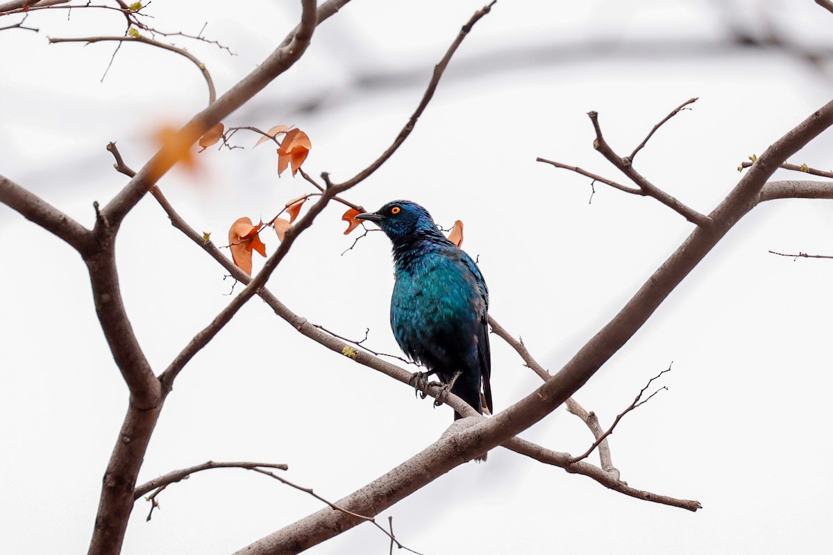 Cape Starling - ML638286771