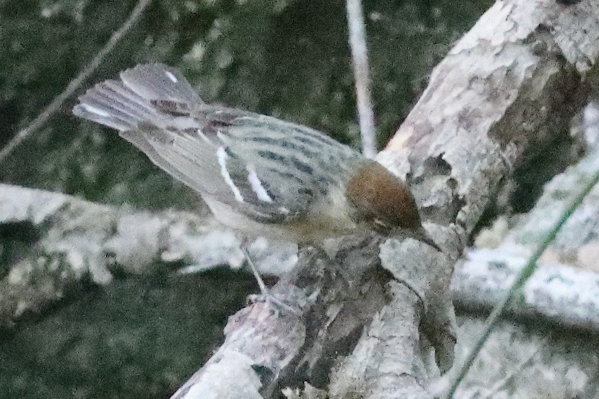 Bay-breasted Warbler - ML638286777