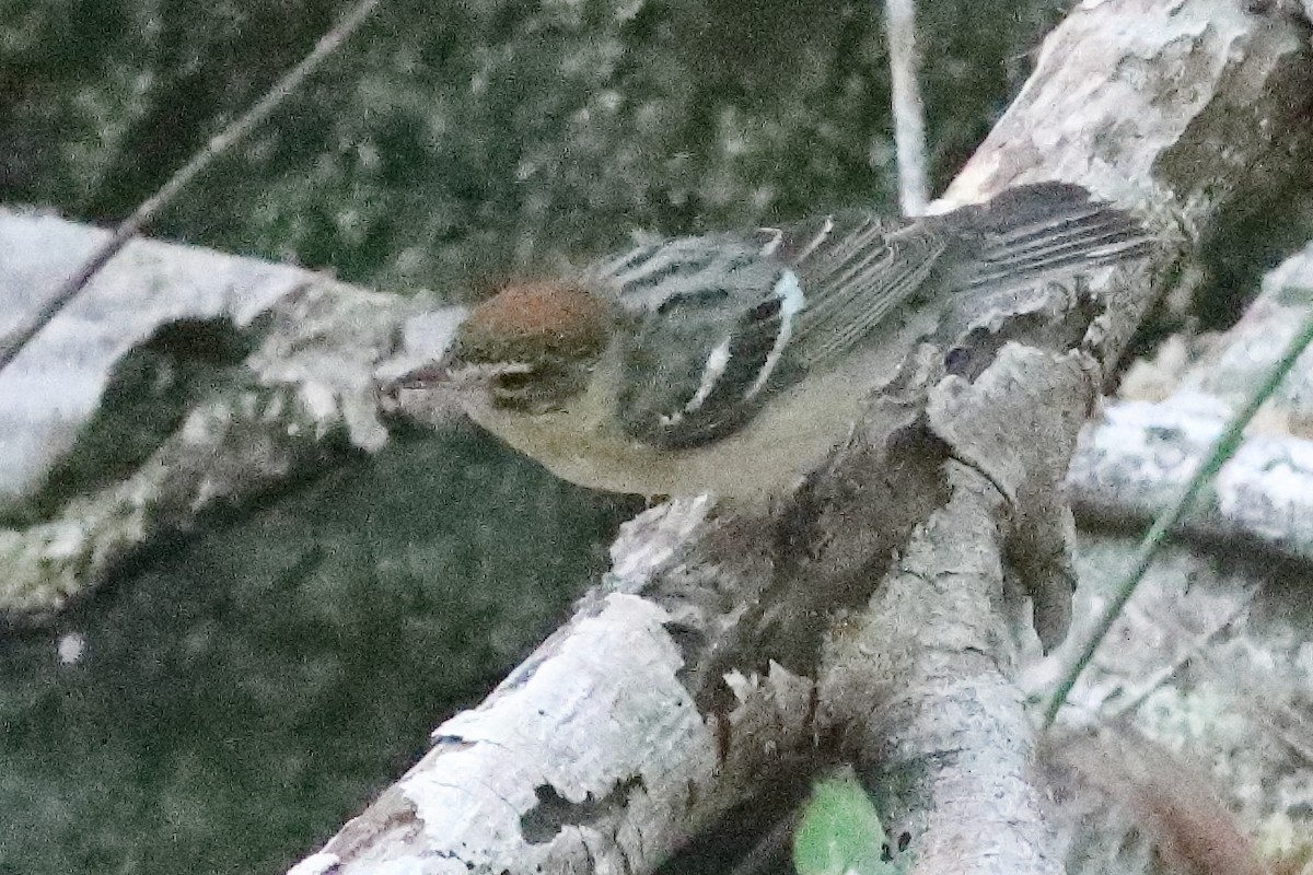Bay-breasted Warbler - ML638286779