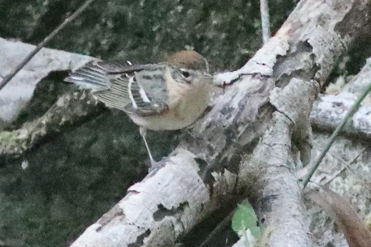 Bay-breasted Warbler - ML638286780