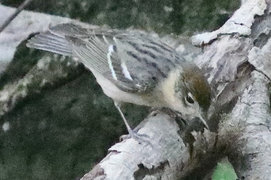 Bay-breasted Warbler - ML638286781