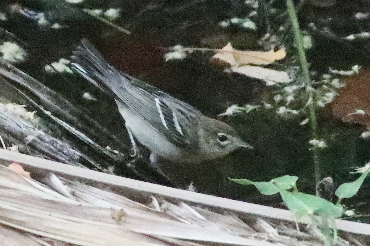 Bay-breasted Warbler - ML638286782
