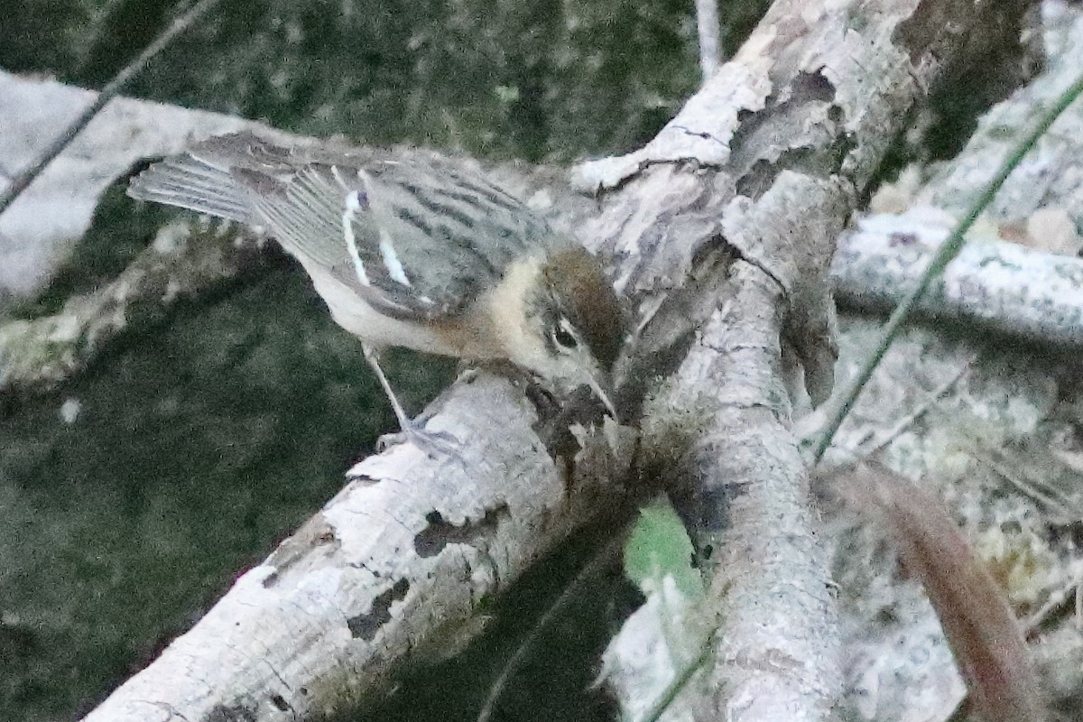 Bay-breasted Warbler - ML638286783