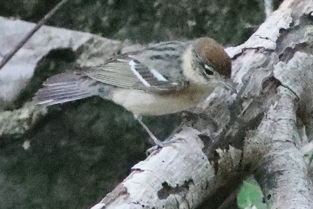 Bay-breasted Warbler - ML638286784