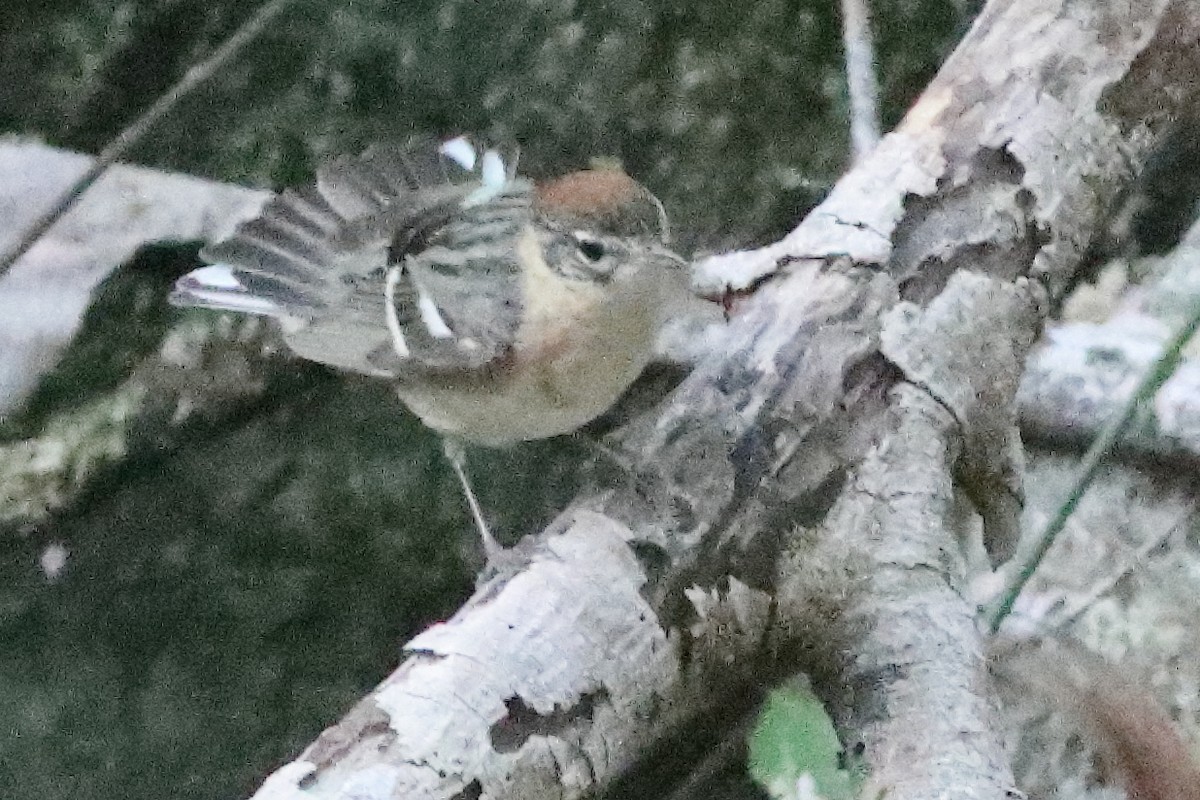 Bay-breasted Warbler - ML638286785