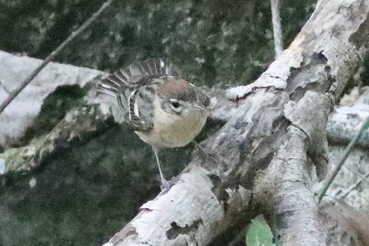 Bay-breasted Warbler - ML638286786