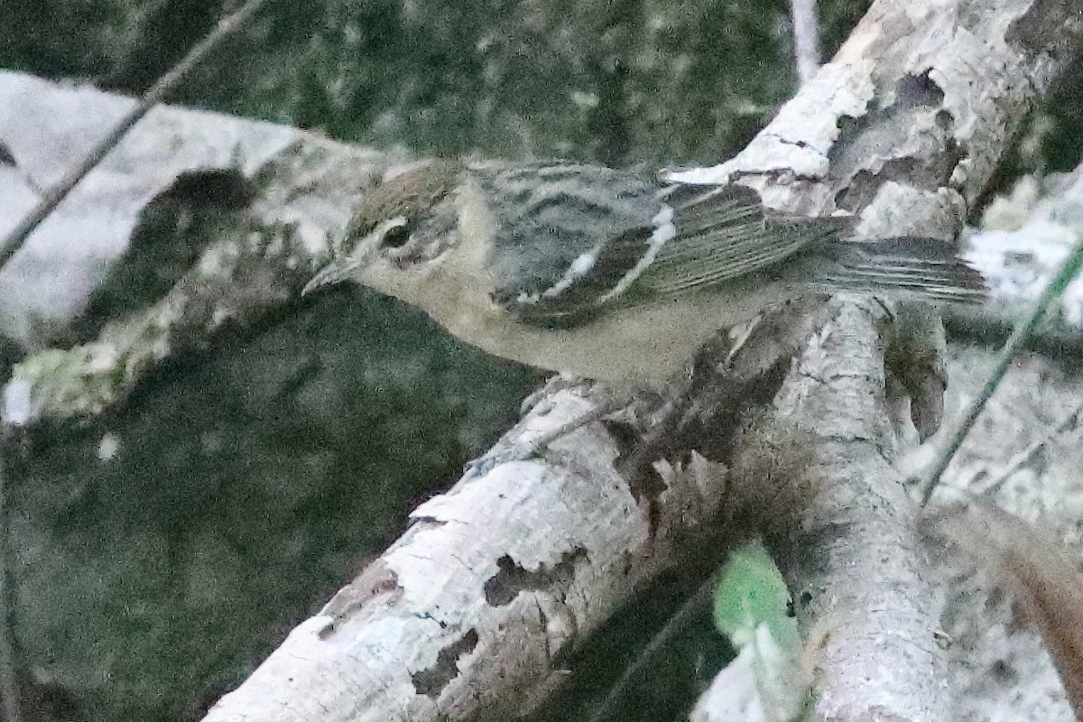 Bay-breasted Warbler - ML638286788