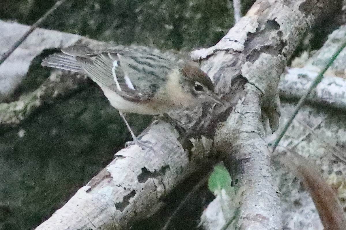Bay-breasted Warbler - ML638286789