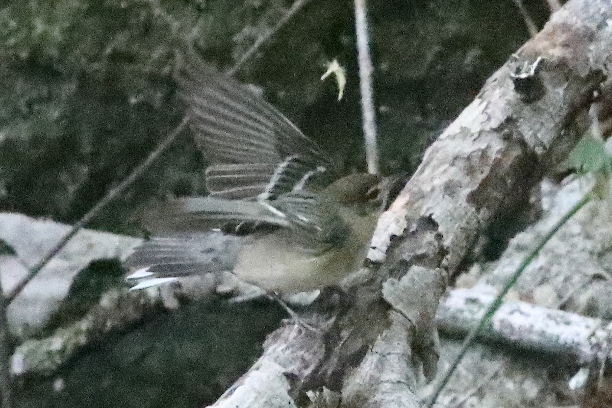 Bay-breasted Warbler - ML638286790