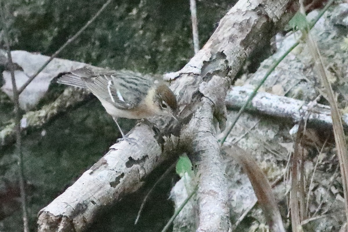Bay-breasted Warbler - ML638286791