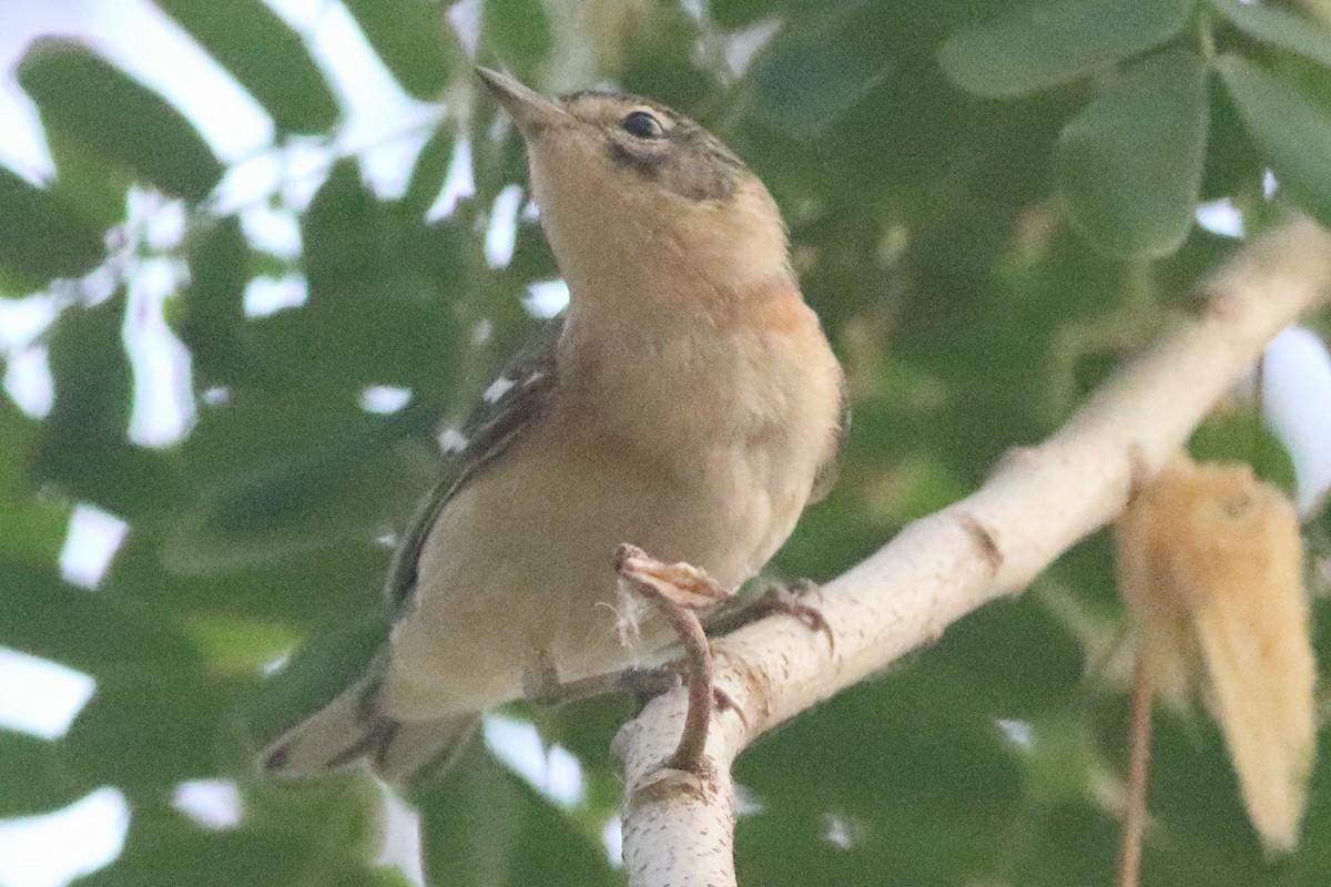 Bay-breasted Warbler - ML638286792