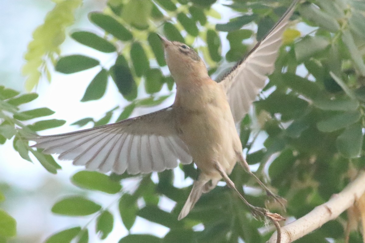 Bay-breasted Warbler - ML638286794