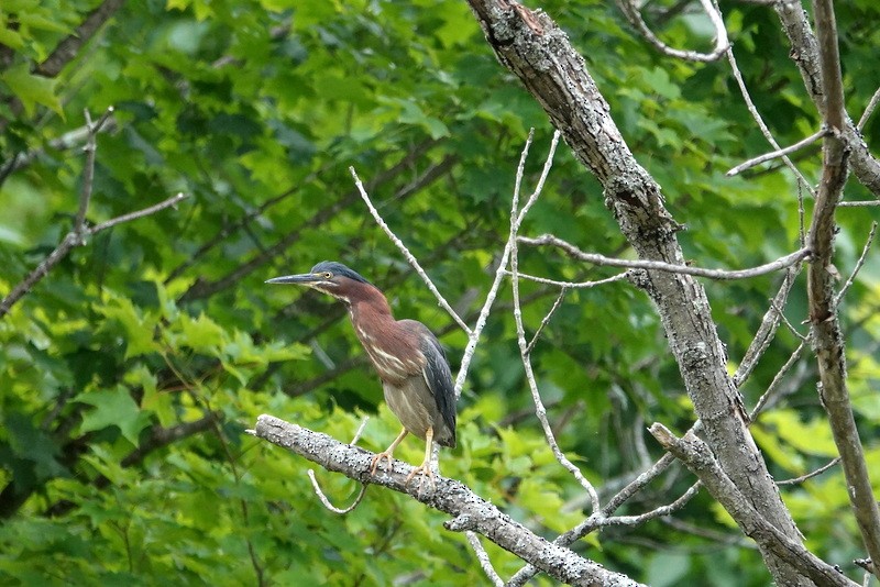 Green Heron - ML638286805